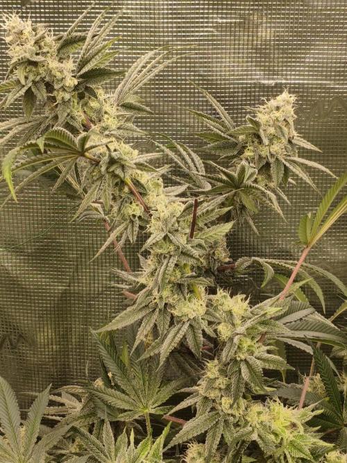 Mary Jane Drop Grow!Compound&Karma. Week 7 - Gastro #1🚀