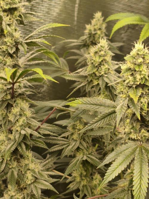 Mary Jane Drop Grow!Compound&Karma. Week 7 - Gastro#2 