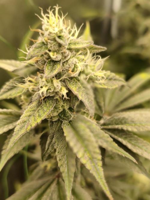 Mary Jane Drop Grow!Compound&Karma. Week 7