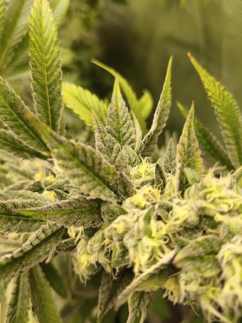 Mary Jane Drop Grow!Compound&Karma. Week 7