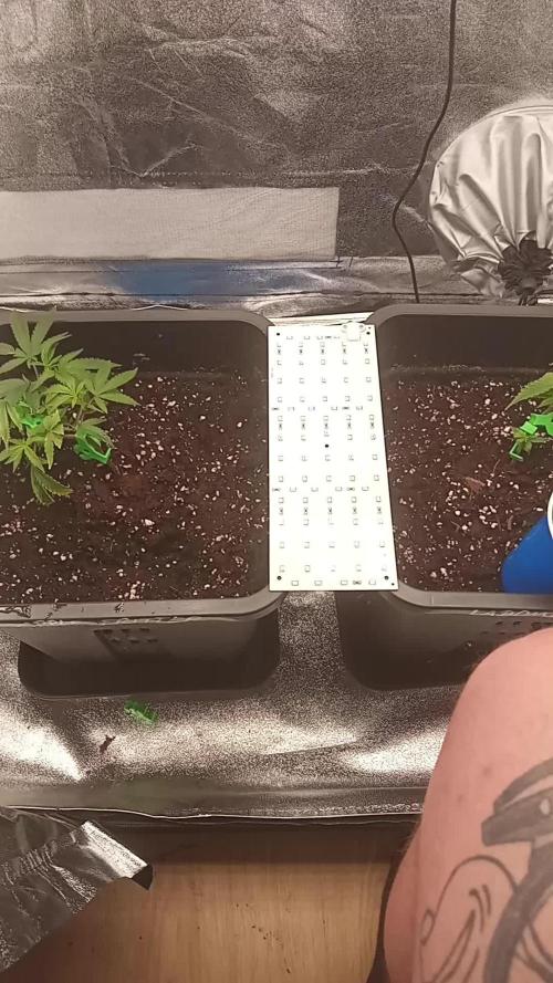 3x 21l Erde auf 120x60x180cm + Temu LED