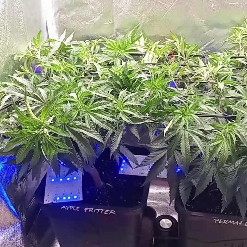 3x 21l Erde auf 120x60x180cm + Temu LED