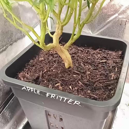 3x 21l Erde auf 120x60x180cm + Temu LED