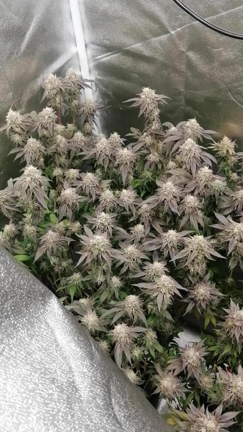 3x 21l Erde auf 120x60x180cm + Temu LED