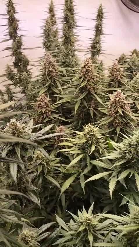 Second Year Best Grow yet - indoor Auto