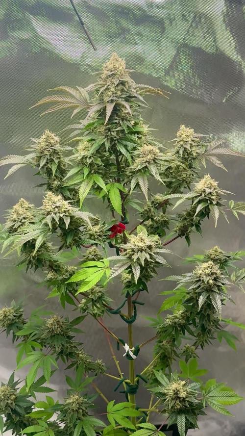 MIMOSA X ORANGE PUNCH STRAIN