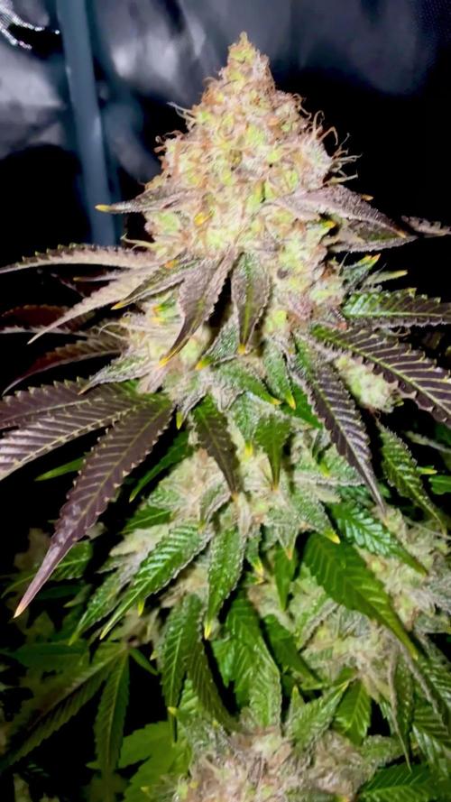 MIMOSA X ORANGE PUNCH STRAIN