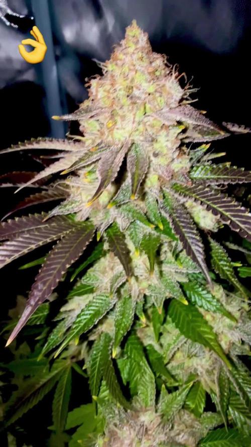 MIMOSA X ORANGE PUNCH STRAIN
