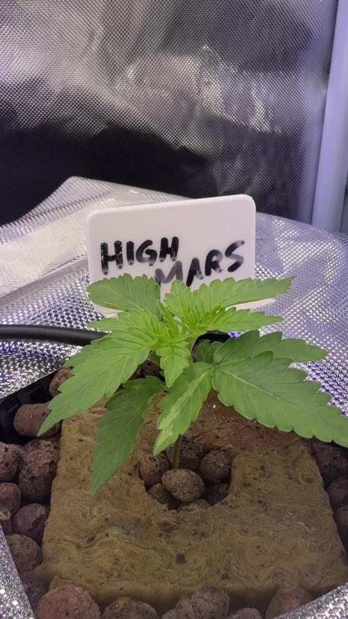 High Mars