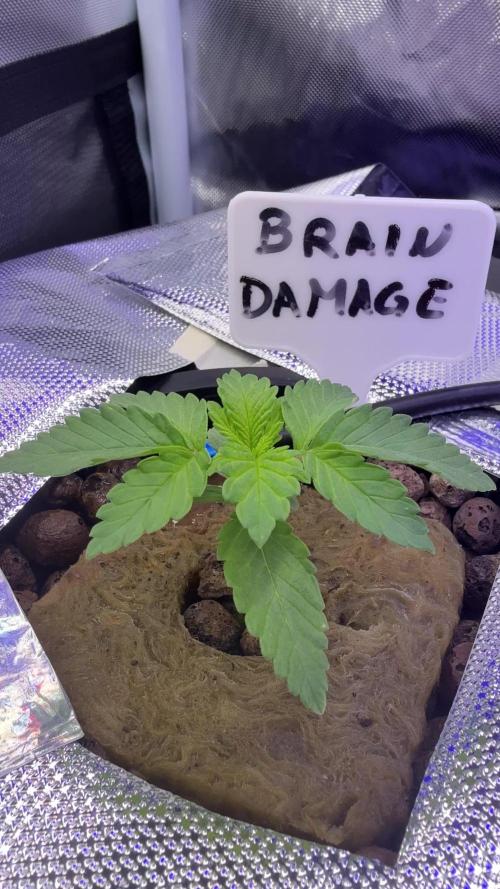 Braindamage