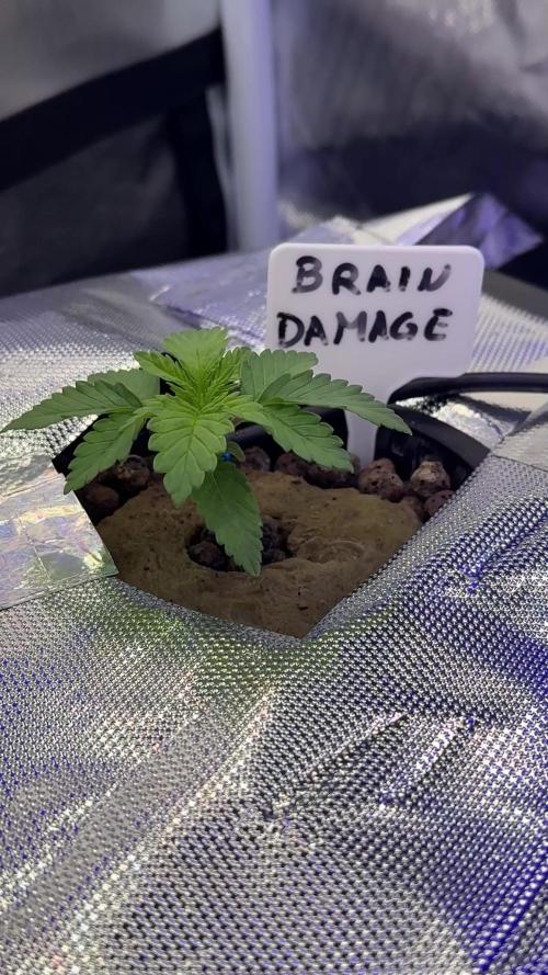 Braindamage