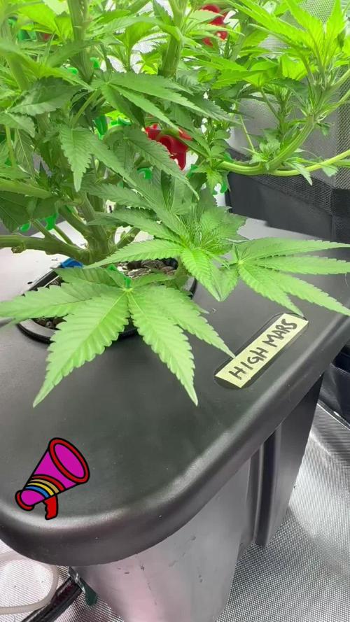 High Mars