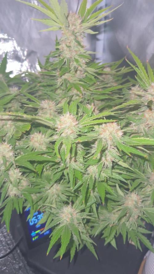 High Mars