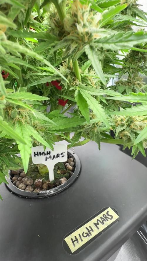 High Mars
