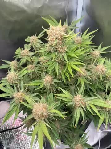 High Mars