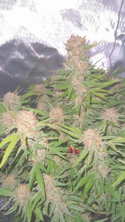 High Mars