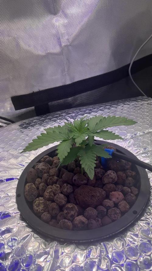 Early Skunk