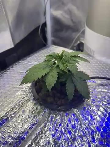 Early Skunk