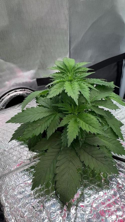 Early Skunk