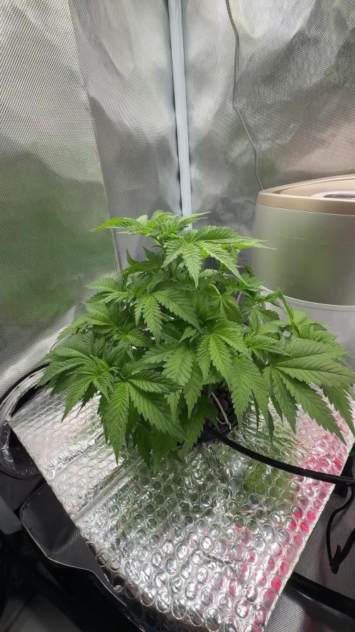 Early Skunk