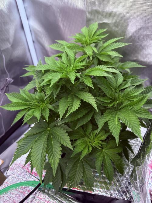 Early Skunk. Week 6