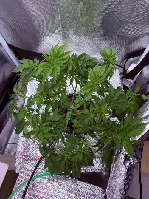 Early Skunk. Week 6 - Lollipopping 2 Nov.