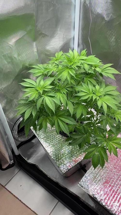 Early Skunk
