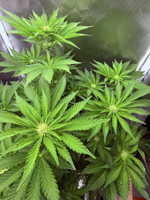 Early Skunk. Week 8