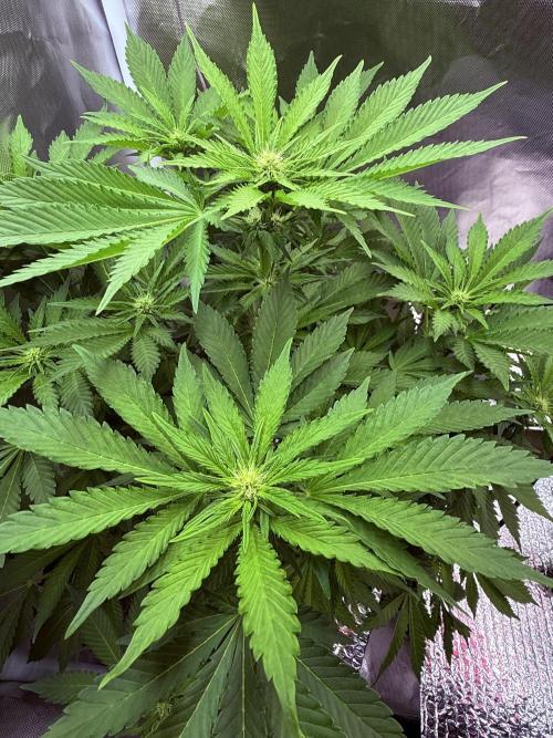 Early Skunk. Week 8
