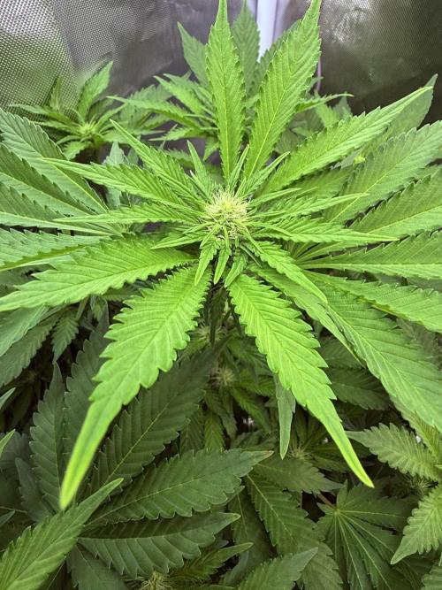 Early Skunk. Week 8