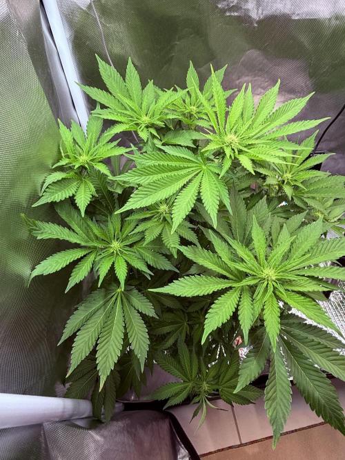 Early Skunk. Week 8