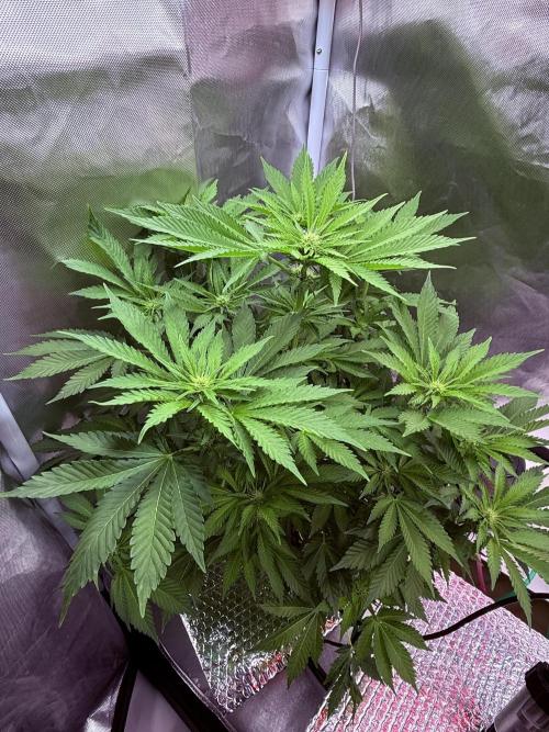Early Skunk. Week 8