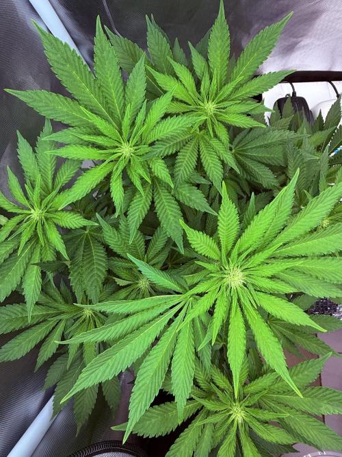 Early Skunk. Week 8