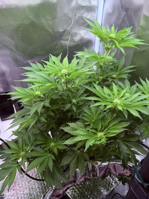 Early Skunk. Week 8