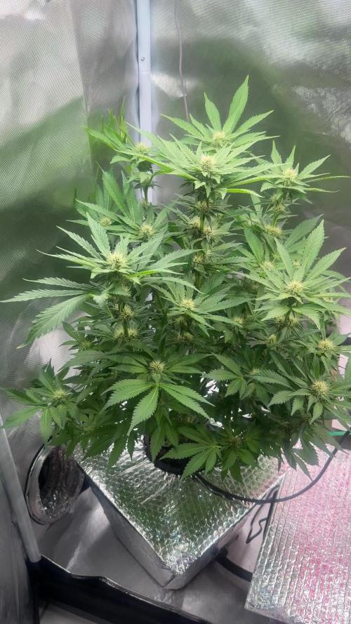 Early Skunk