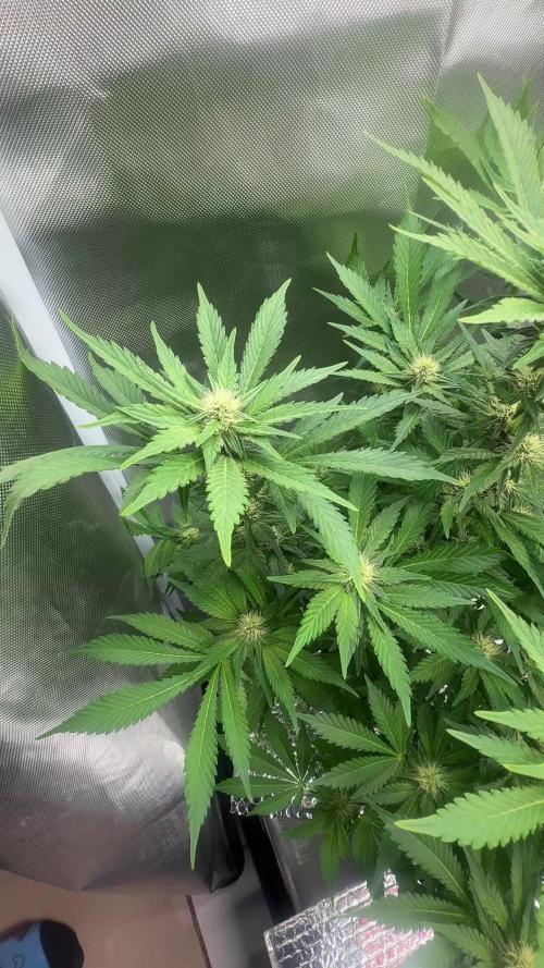Early Skunk