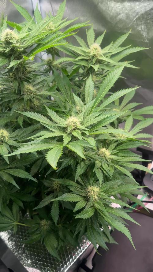 Early Skunk
