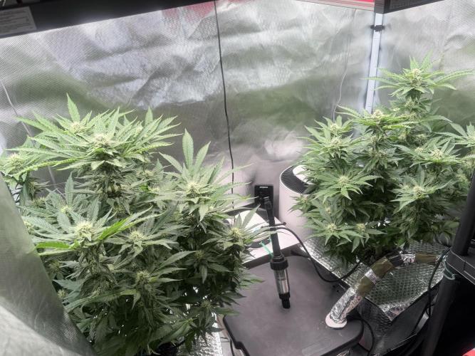 Early Skunk. Week 10