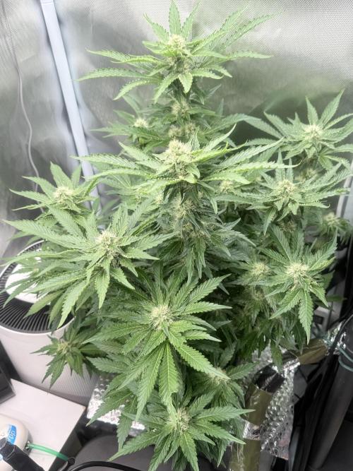 Early Skunk. Week 10