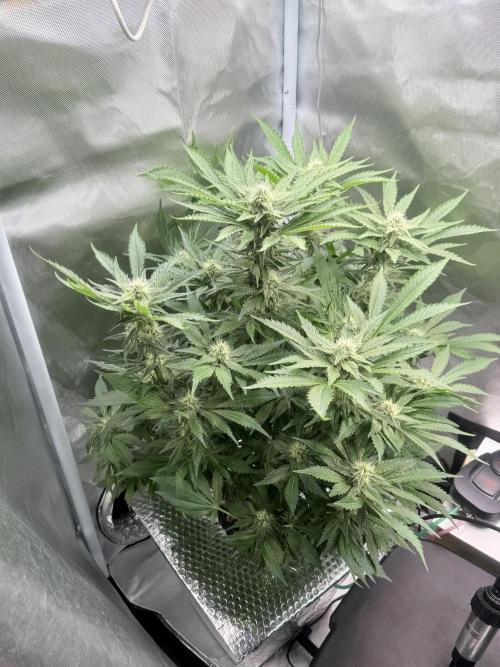 Early Skunk. Week 10