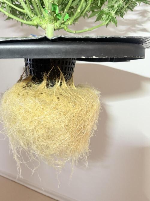 Early Skunk. Week 10