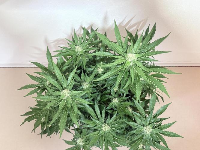 Early Skunk. Week 10