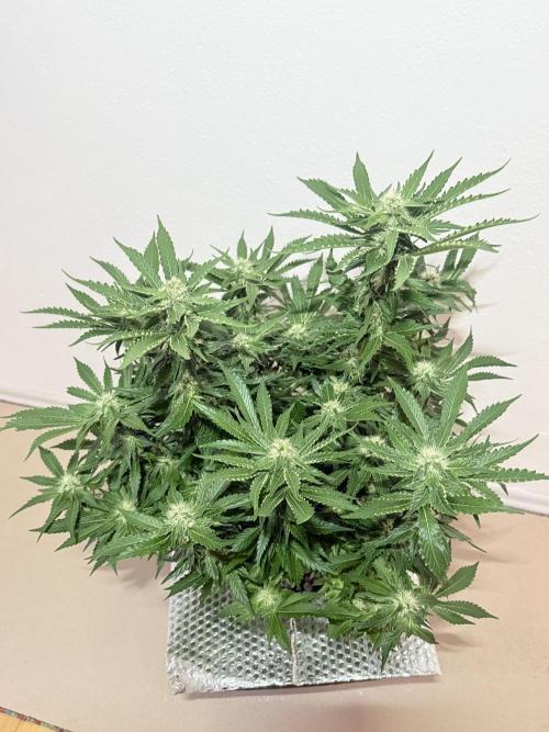 Early Skunk. Week 10