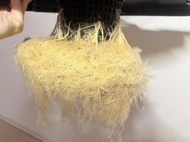 Early Skunk. Week 10