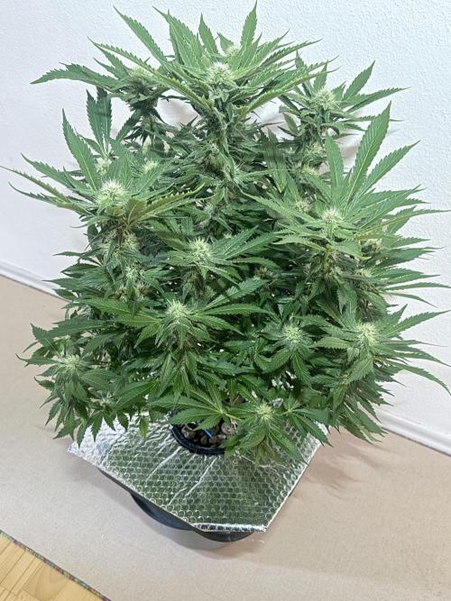 Early Skunk. Week 10