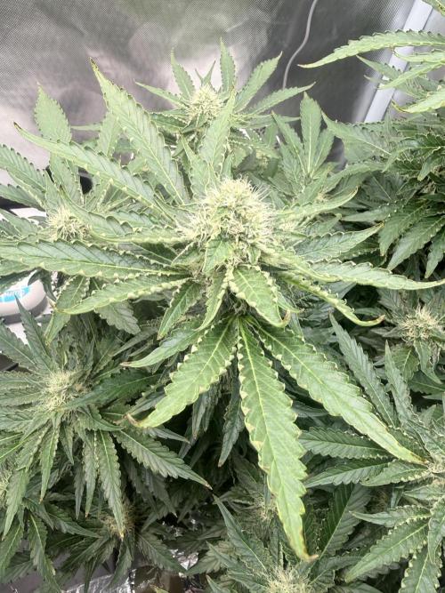 Early Skunk. Week 11