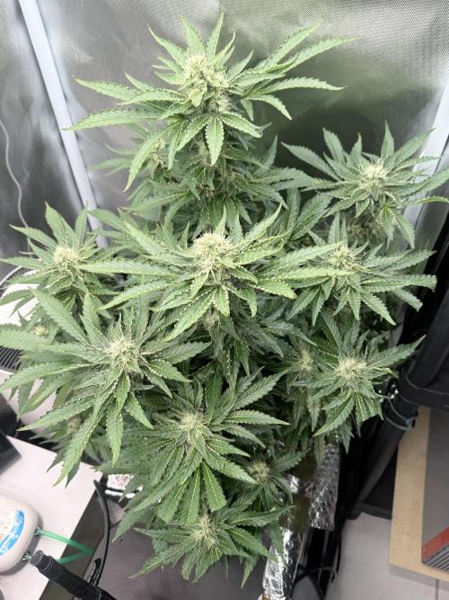 Early Skunk. Week 11