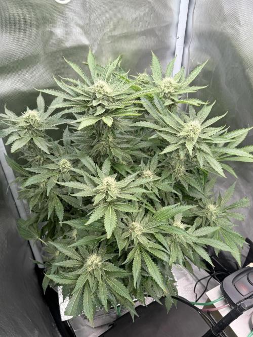Early Skunk. Week 11