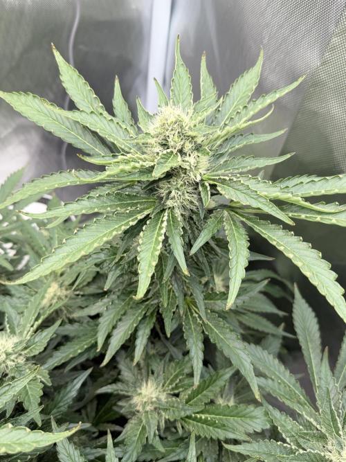 Early Skunk. Week 11