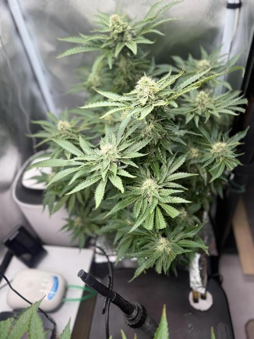 Early Skunk. Week 11